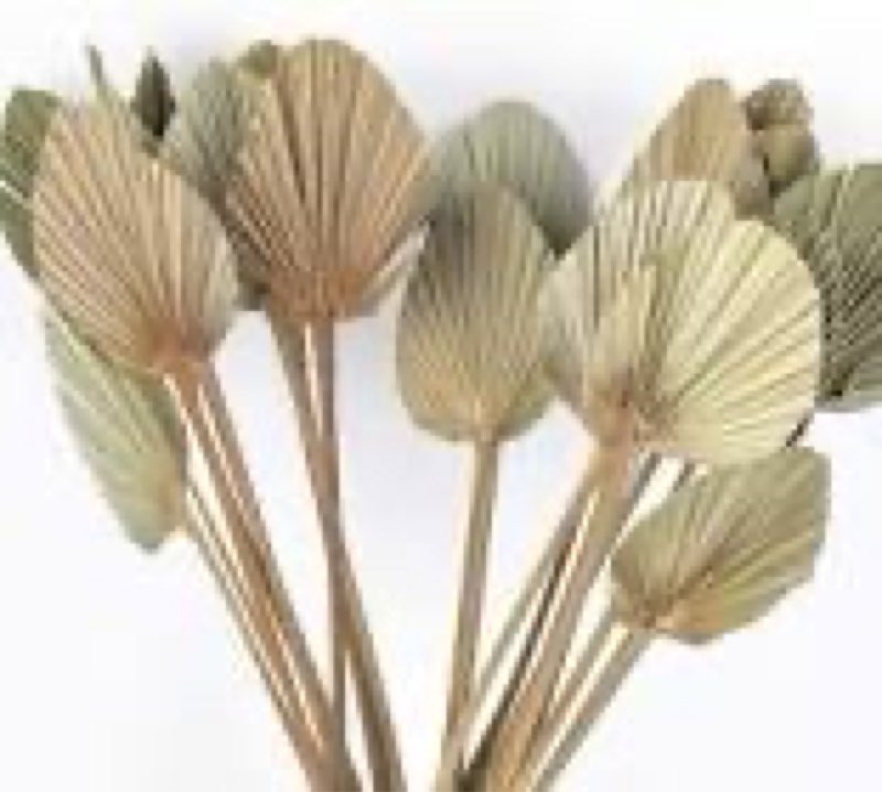 Set of 36 Dried Palm Spears, Natural Wedding Home Décor, 4-5"