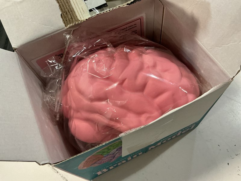 Condition photo showing Good Condition for cross section foam brain model | free stand, answer sheet & digital worksheet | educational tool learning & teaching human anatomical function, psychology, biology or science | 2 labeled half pieces