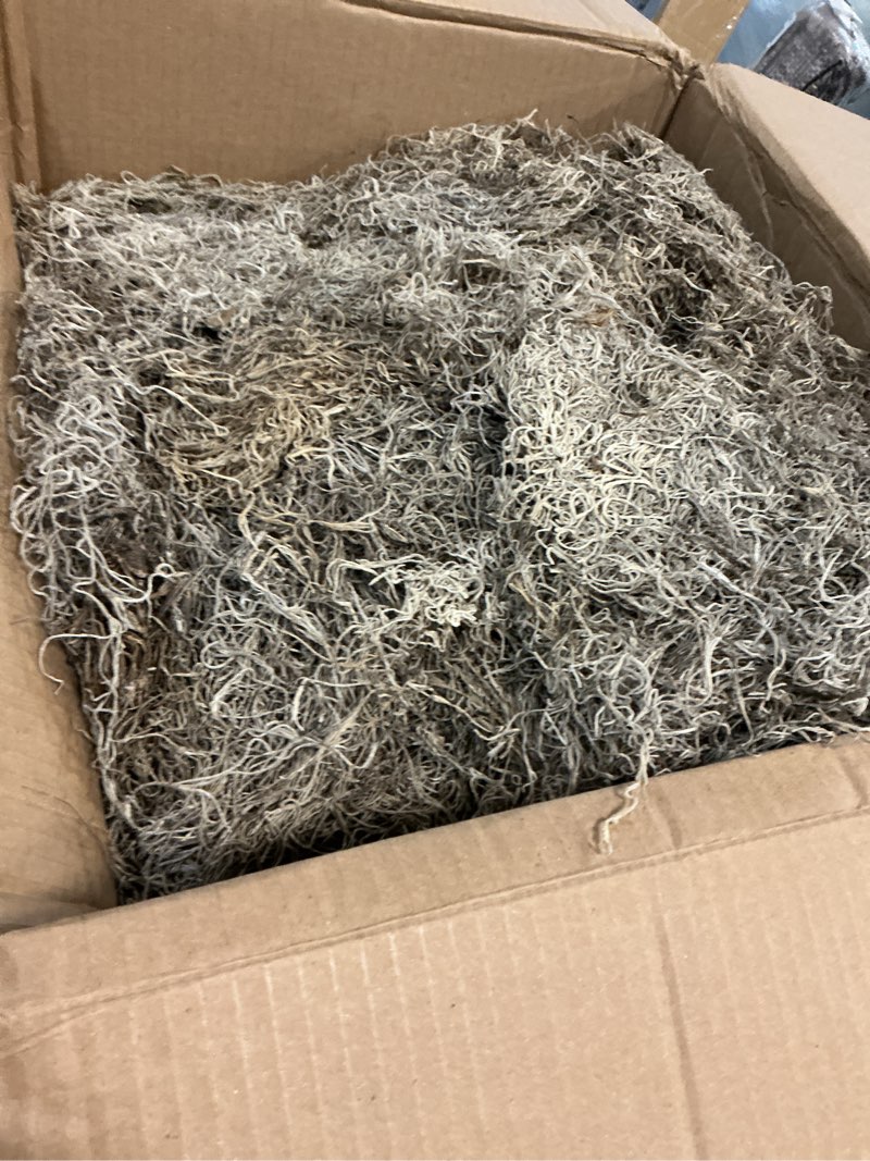 Condition photo showing Good Condition for fresh spanish moss - live decorative grass for potted plants & floral arrangements - super-soft green plant filler - dirt-free, craft moss - natural