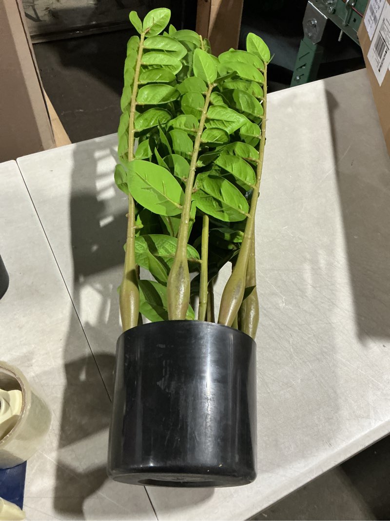 Condition photo showing Good Condition for plant: easy live houseplant - (6” pot) – easy plant care – zamioculcas zamiifolia - low maintenance house plant for home & office - unique plant lover gift