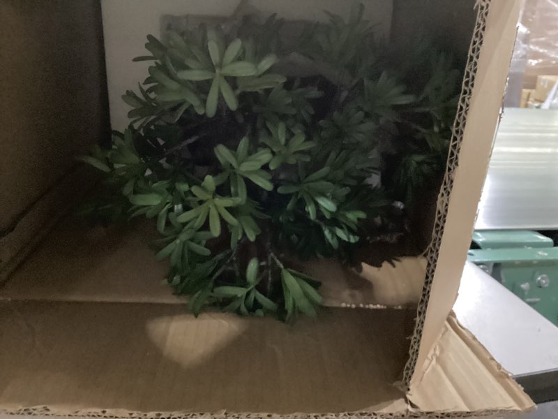 Condition photo showing Good Condition for nearly natural podocarpus with mossed bonsai planter