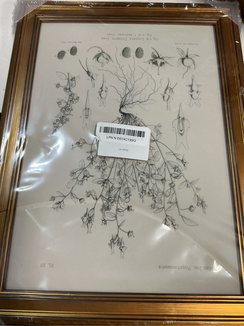 Condition photo showing Good Condition for huarcey gold framed vintage wall art for living room, flowers painting prints shelf decor for kitchen, aesthetic bedroom wall art, best gifts for friends or family - veronica biloba 16l x 12w veronica biloba 16"l x 12"w