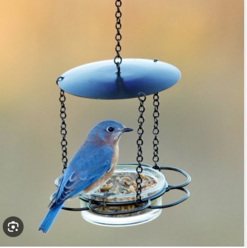  Mosaic Birds M446-200 Floral Bird Feeder Clear : Patio,