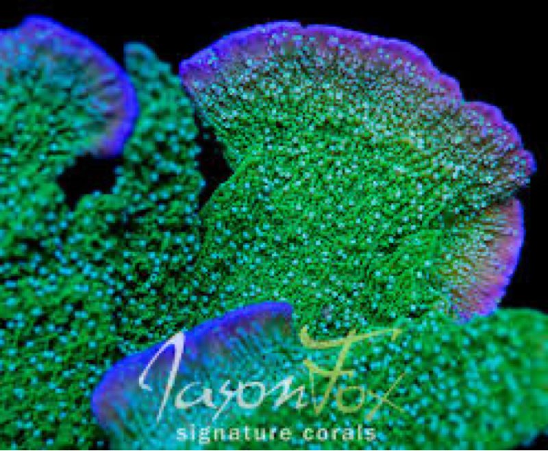 Ra Montipora Coral - Purple Rim