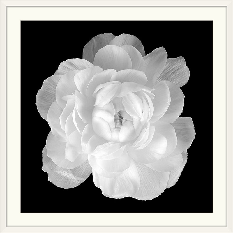 \" Ranunculus \" by Jonathan Shuff Size: 24" H x 24" W x 1" D
