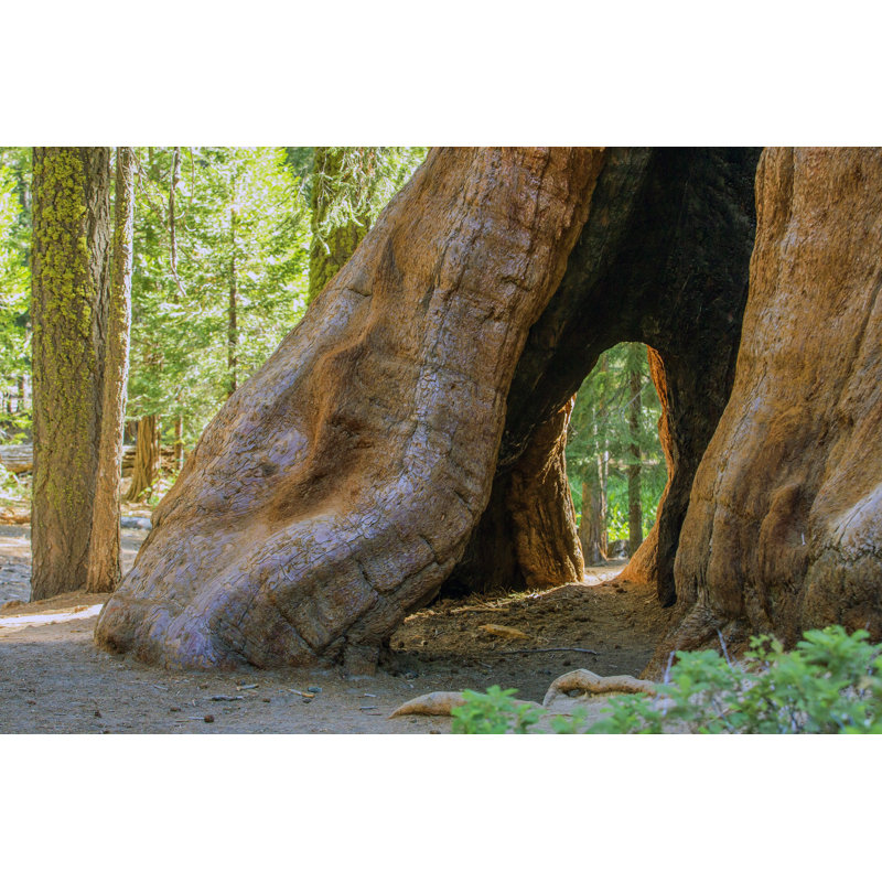 " Sequoia National Forest "