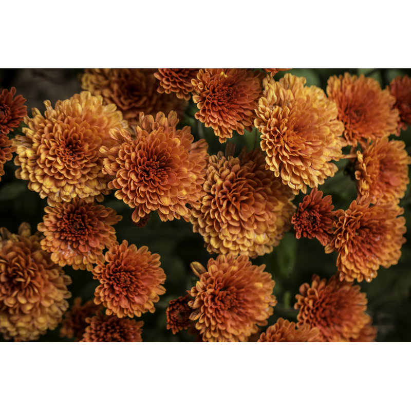 " Orange Fall Mums " by Scottpaquette
