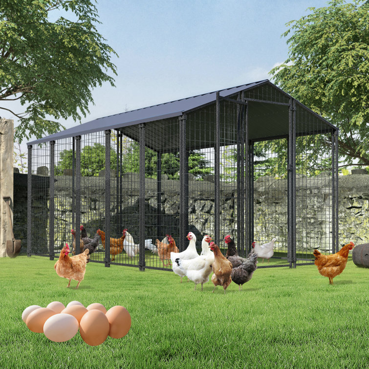 ( similar )10.6 FT x 6.2 FT Walk-in Metal Chicken Coop with Specious Activity Space for at least 15 Chickens