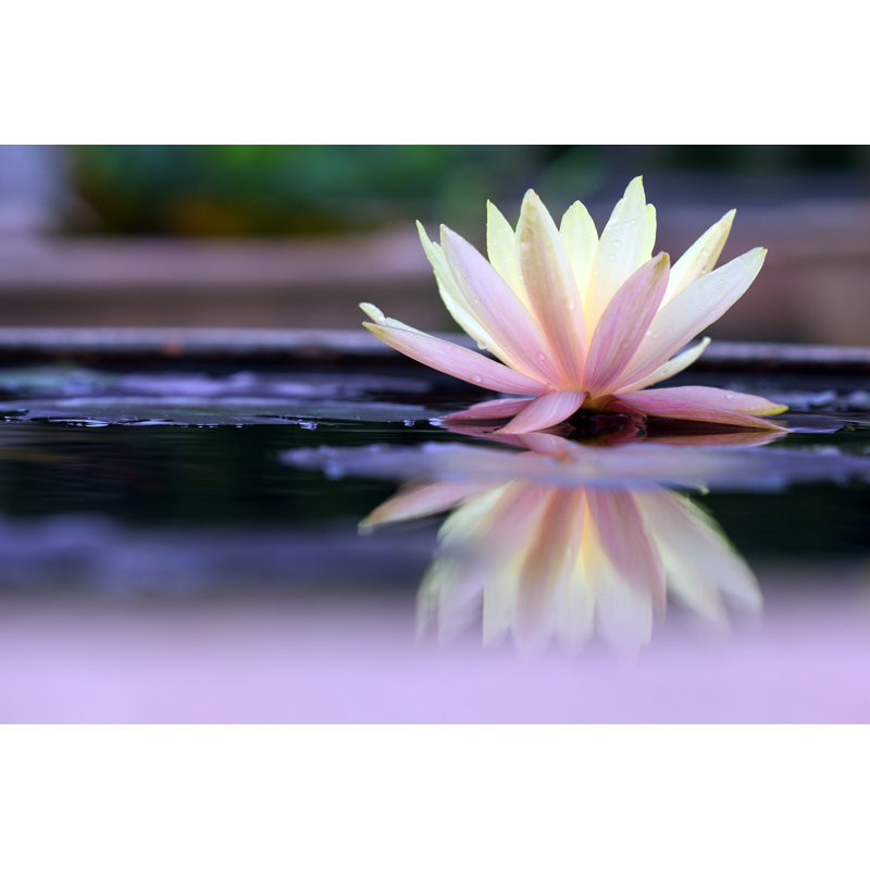 \" Lotus 32" H x 48" W