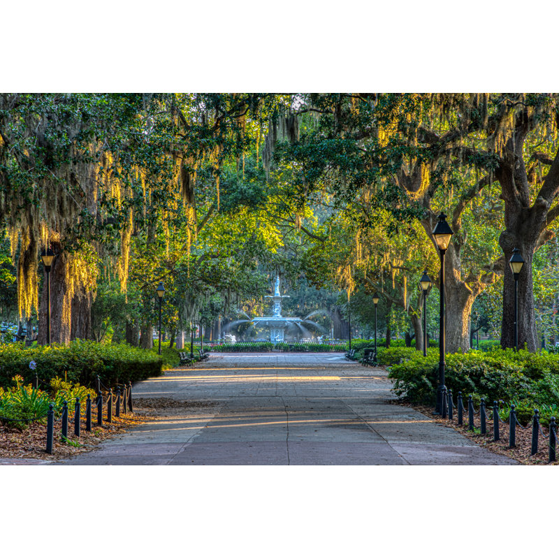 " Spanish Moss Savannah Georgia "